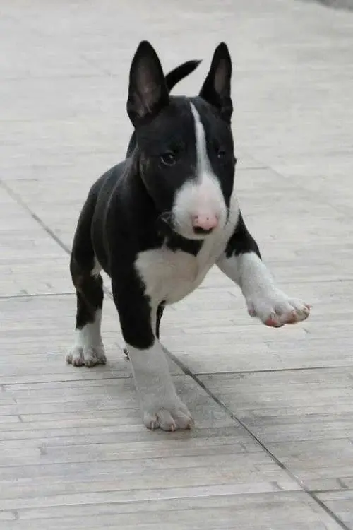 BULLTERRIER 1