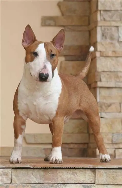 BULLTERRIER 3