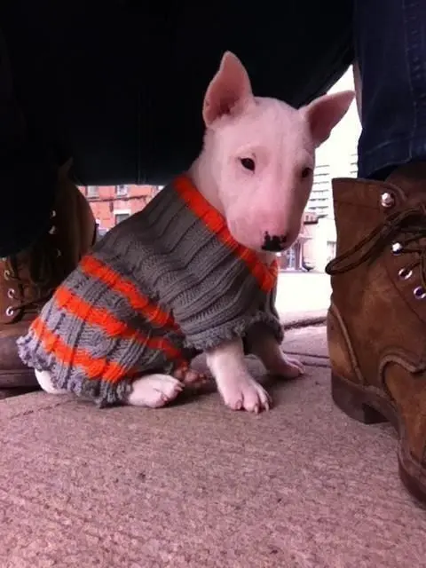 BULLTERRIER 4