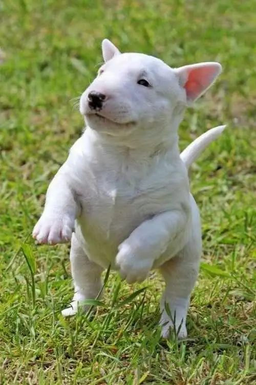 BULLTERRIER 5