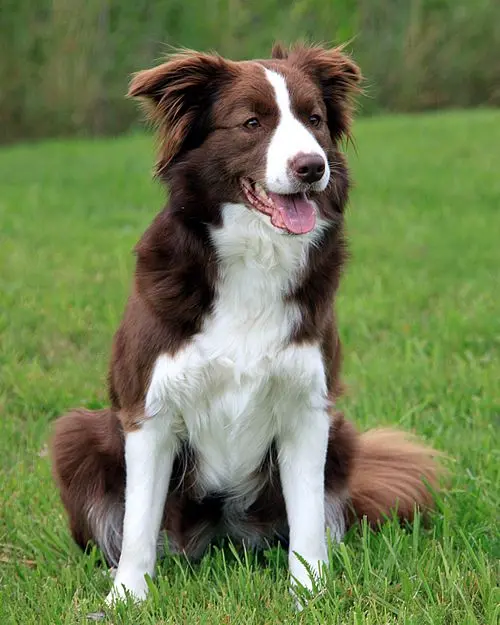 Border Collie 10