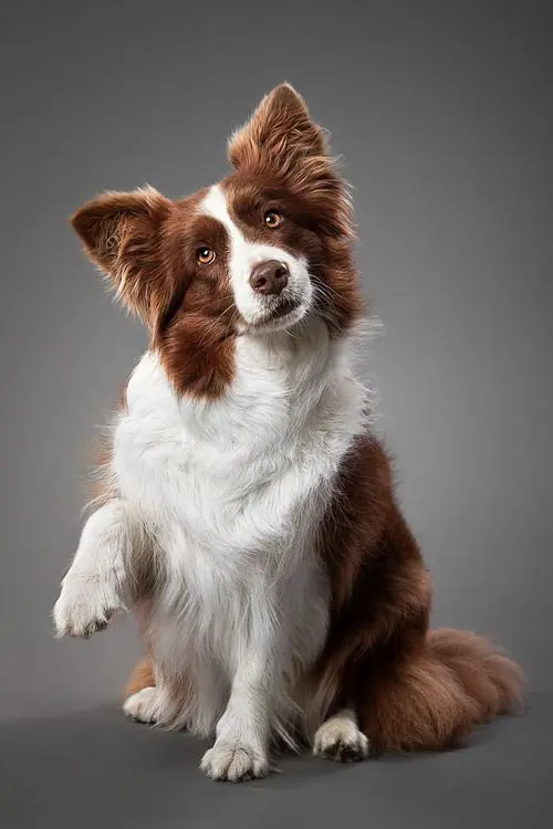Border Collie 7