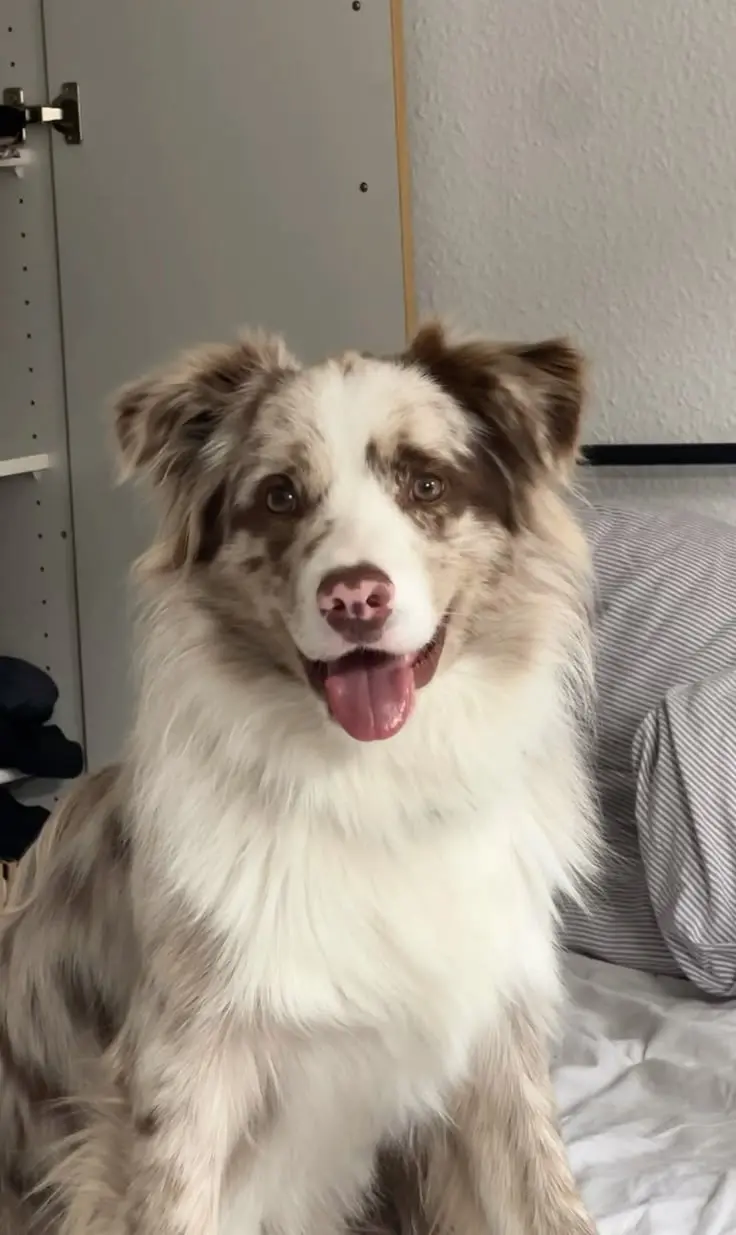 Border Collie 8
