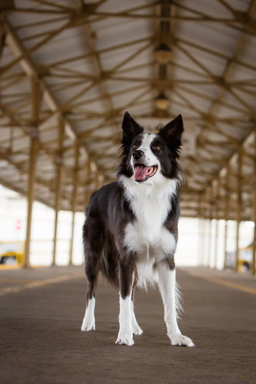 Border Collie 9