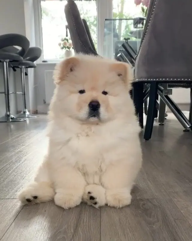 CHOW CHOW 1