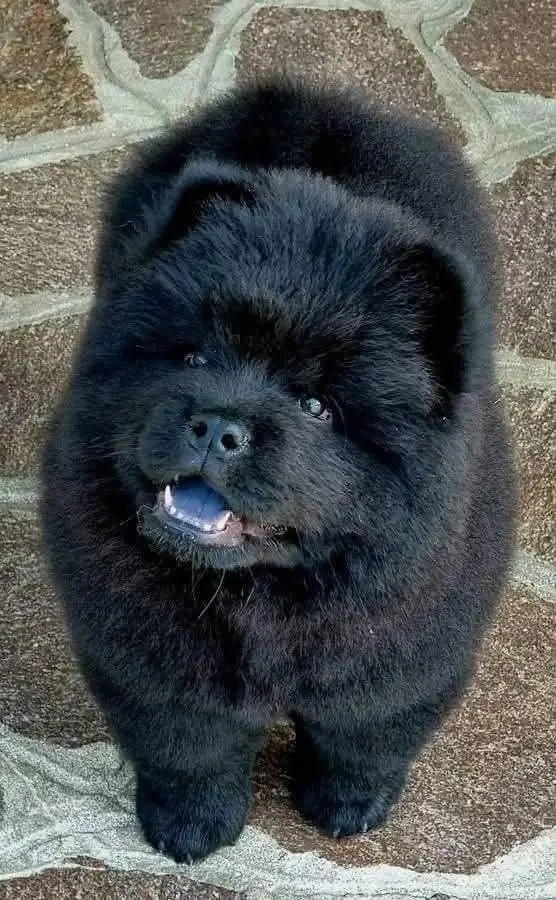 CHOW CHOW 3