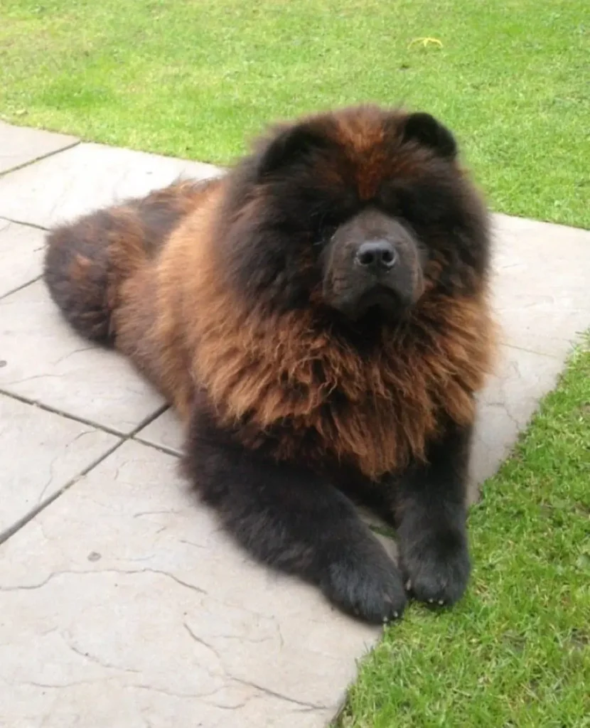 CHOW CHOW 4