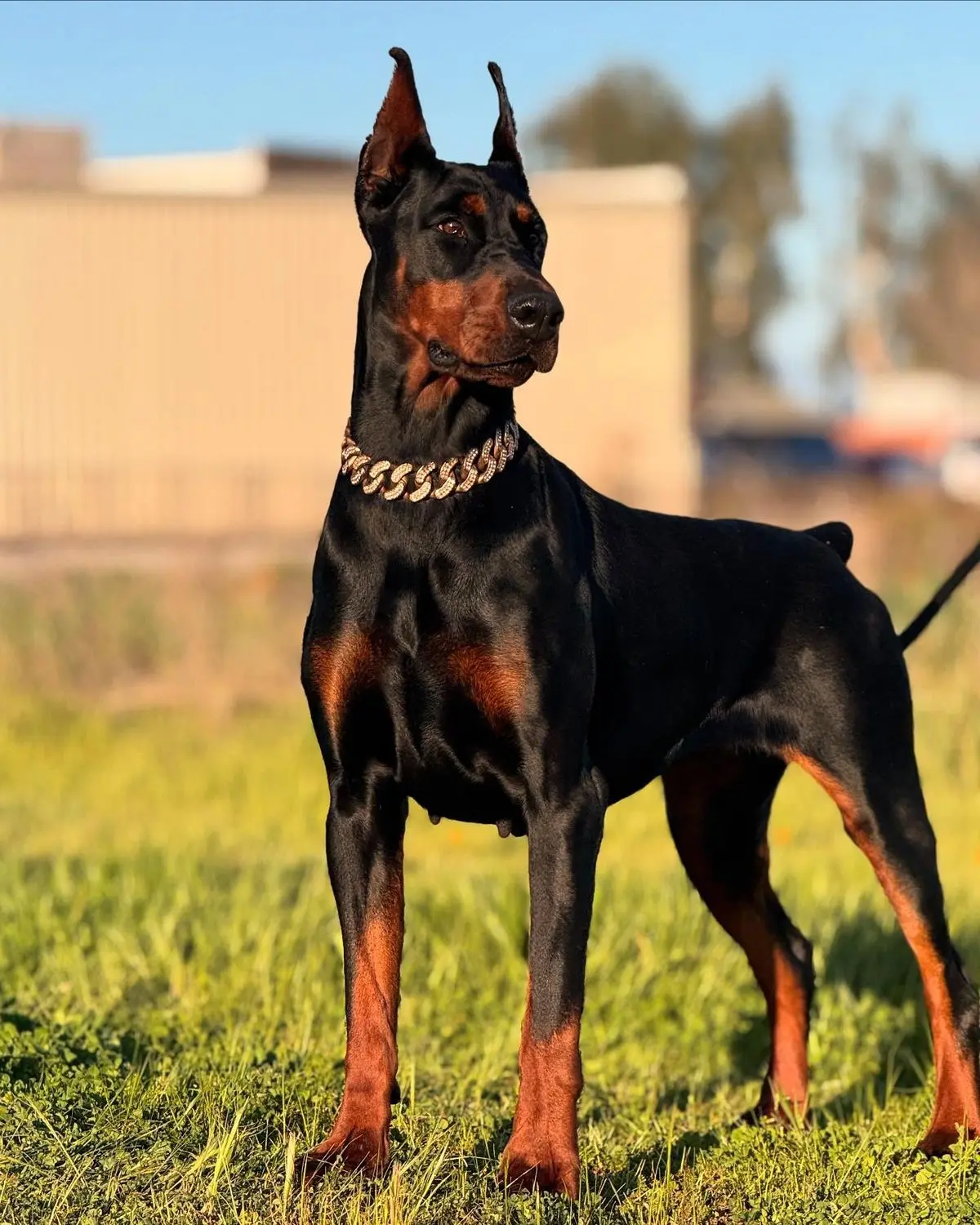DOBERMAN​ 1