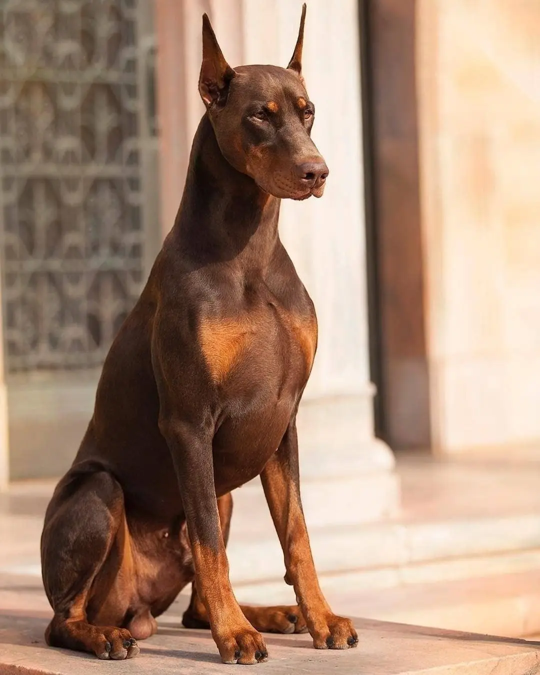 DOBERMAN​ 2