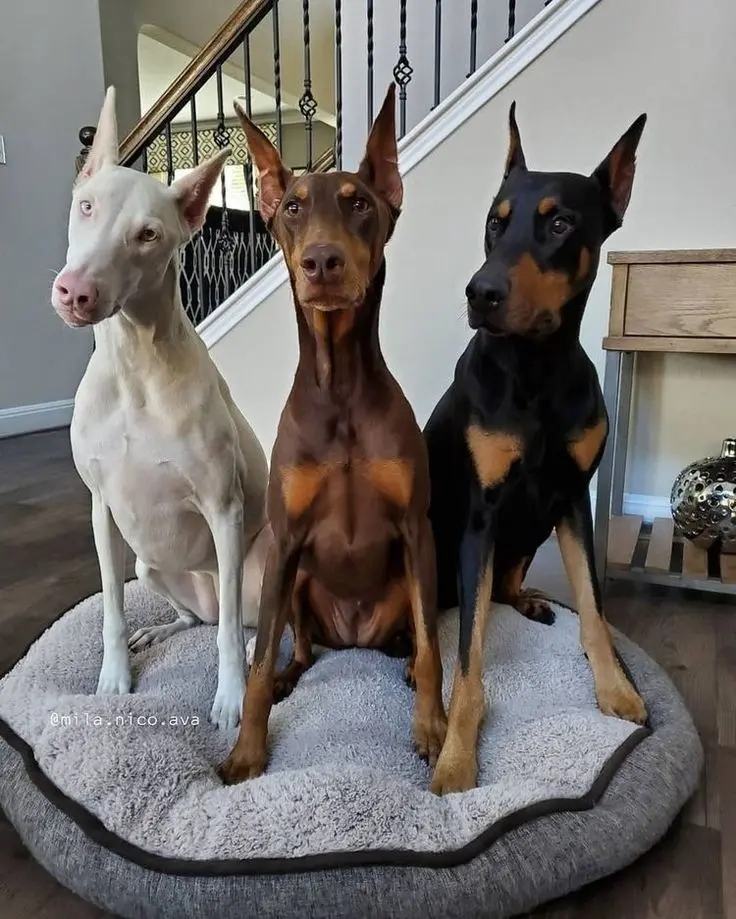 DOBERMAN​ 3