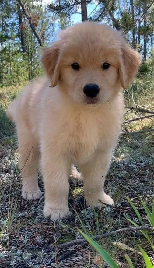 GOLDEN RETRIEVER​ 4