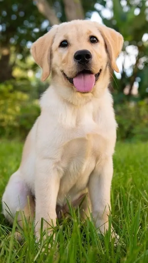 LABRADOR 1