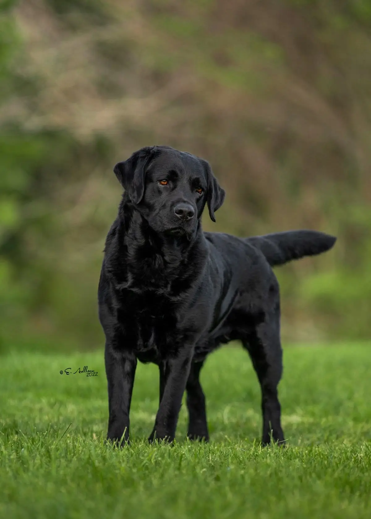 LABRADOR 2