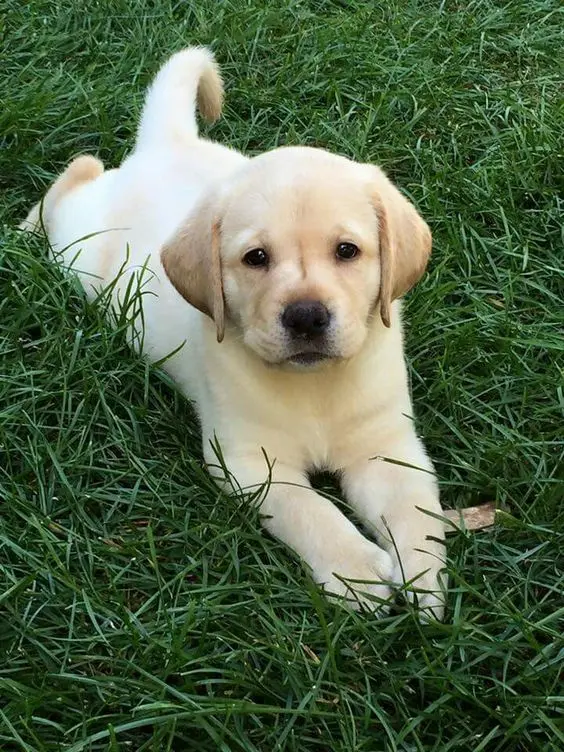 LABRADOR 3