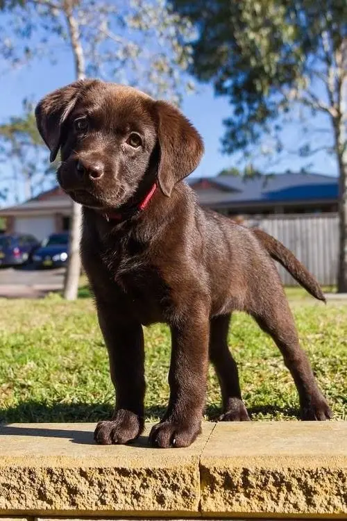 LABRADOR 4