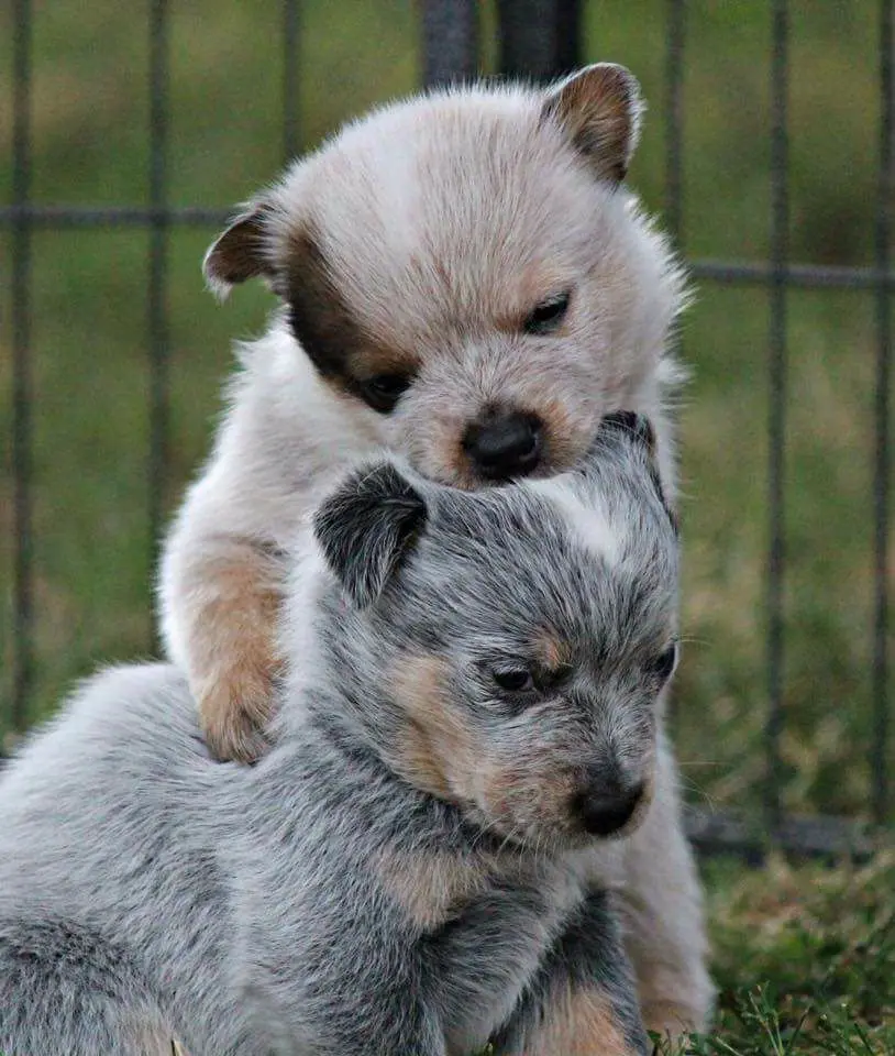 PASTOR GANADERO​ 7