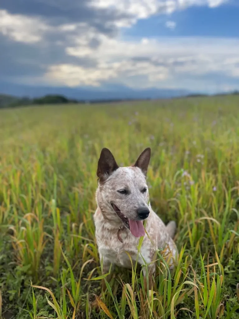 PASTOR GANADERO​ 8