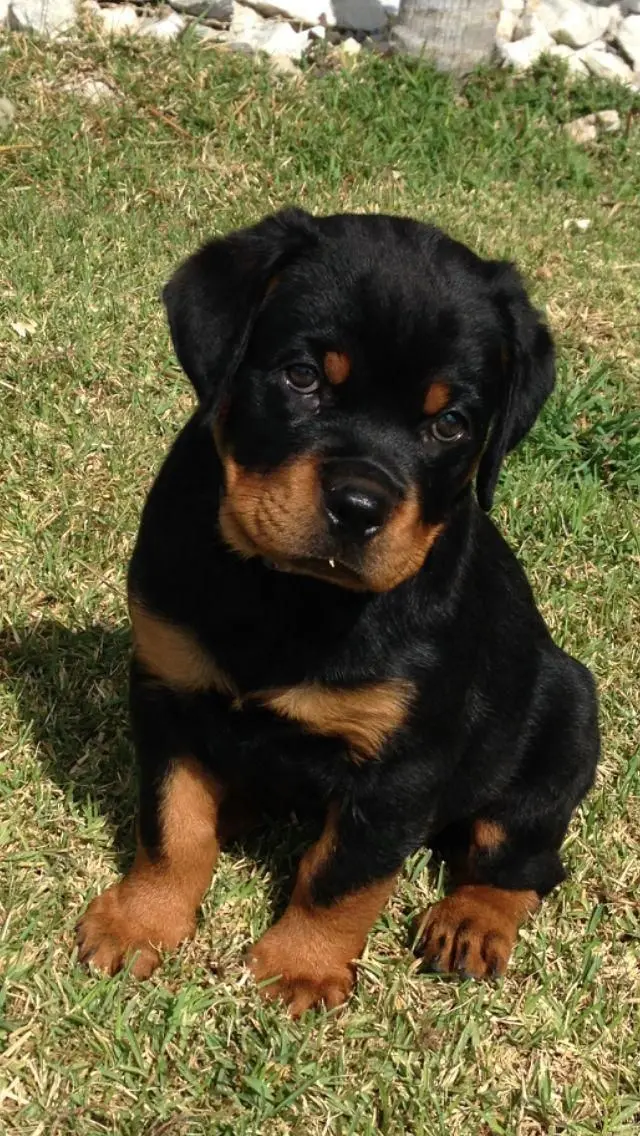 ROTTWEILER​ 1