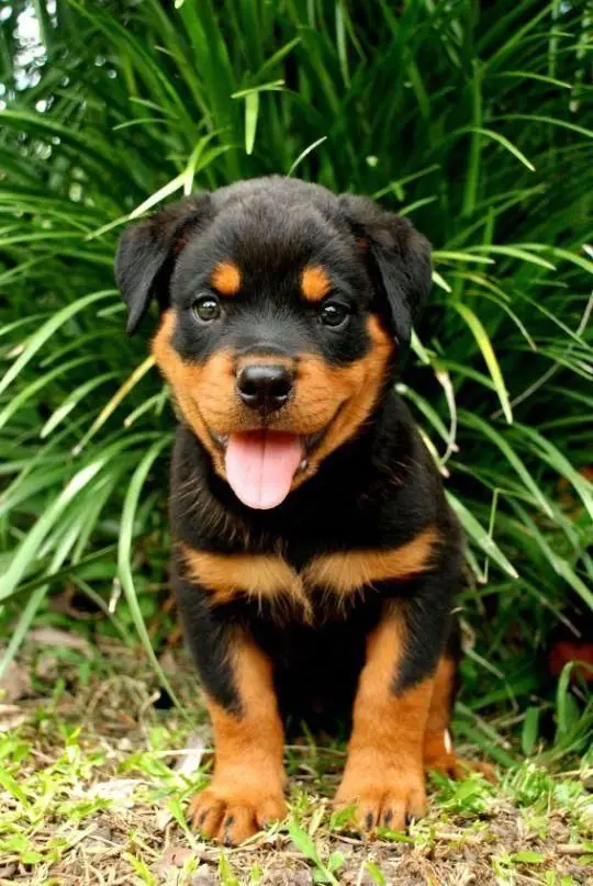 ROTTWEILER​ 2