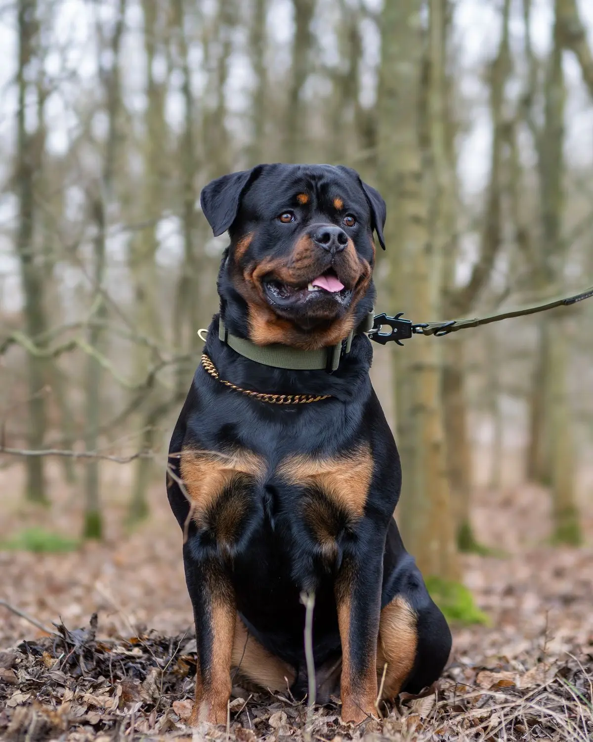 ROTTWEILER​ 3