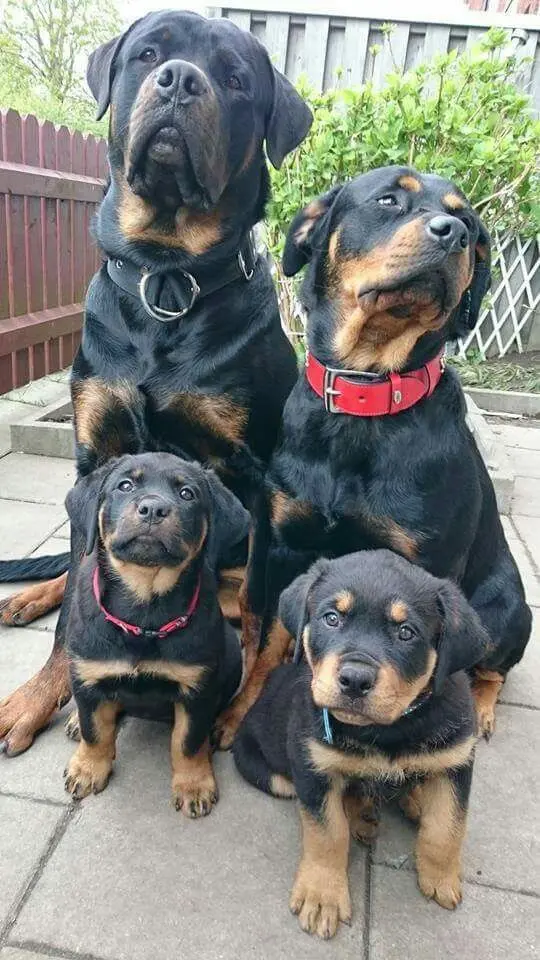 ROTTWEILER​ 4