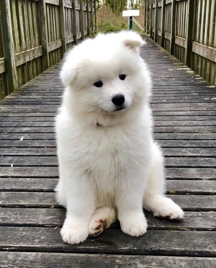 SAMOYEDO​ 1