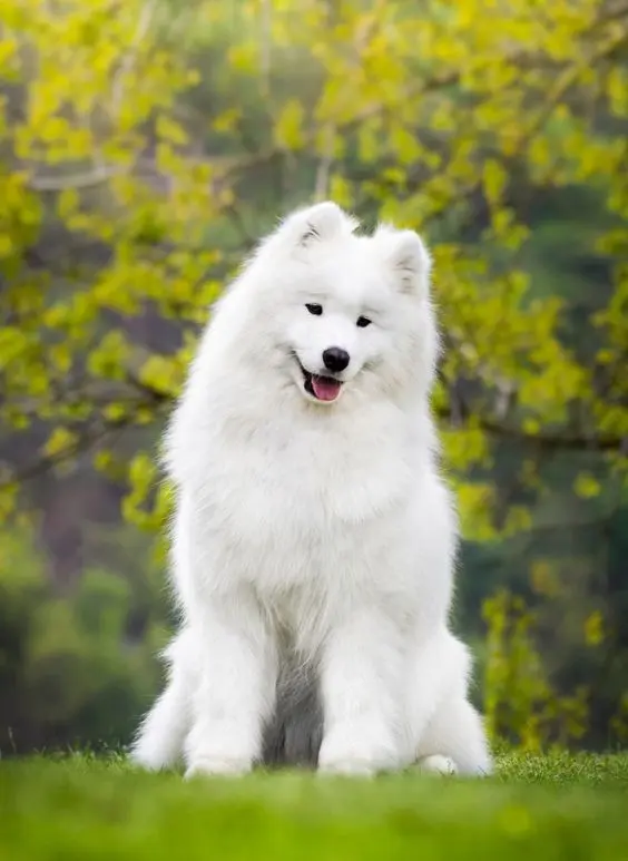 SAMOYEDO​ 3