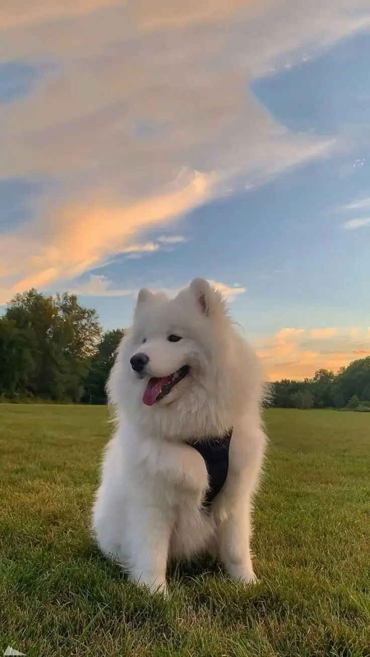 SAMOYEDO​ 4