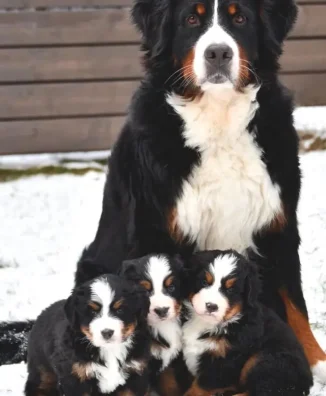 BARNÉS DE LA MONTAÑA​ 2