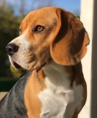 BEAGLE 5