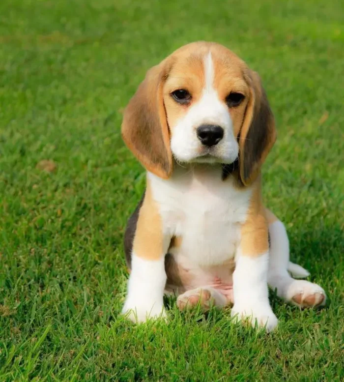 BEAGLE 7