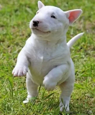 BULLTERRIER 5