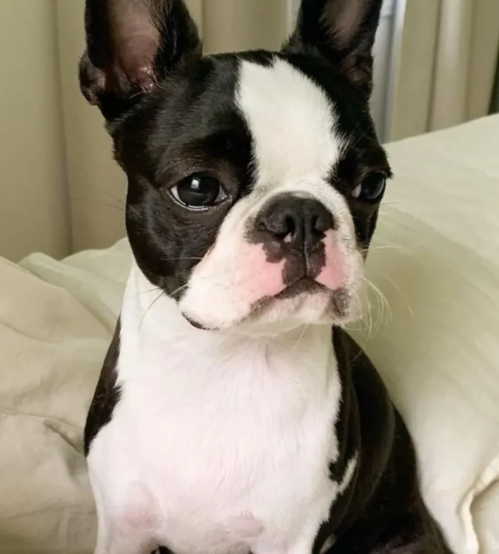 Boston Terrier 5