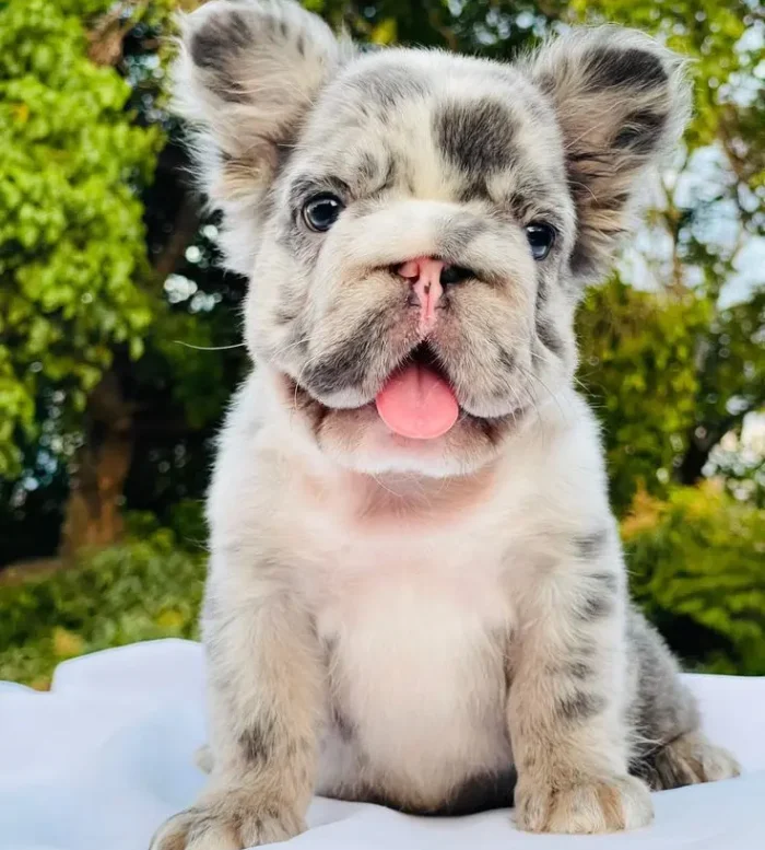Bulldog Francés 7