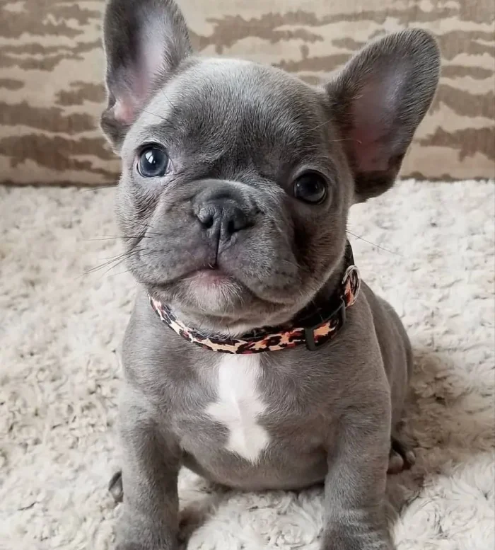 Bulldog Francés 8