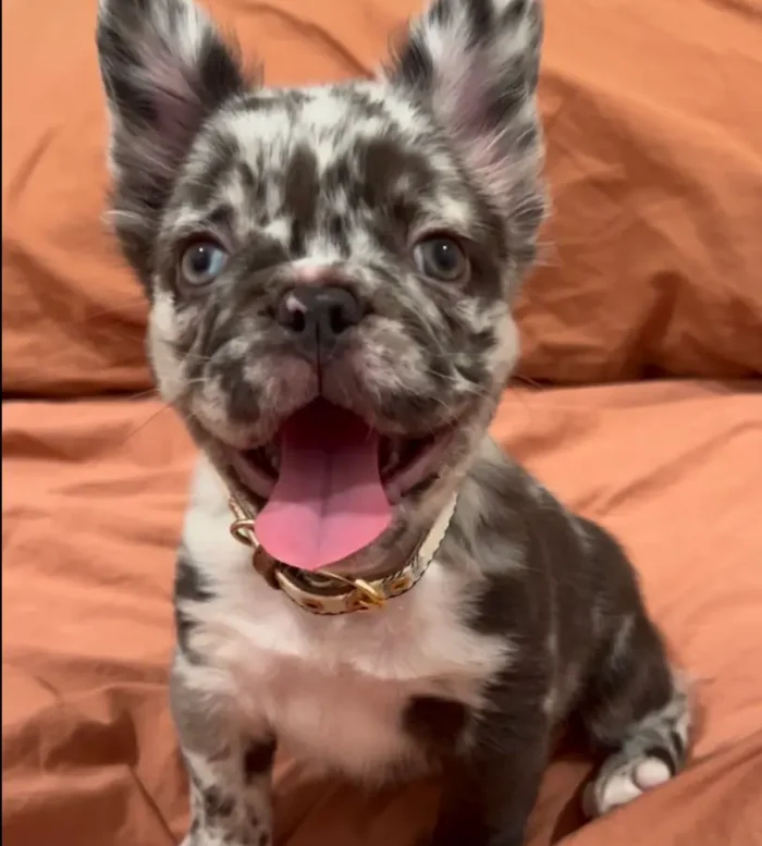Bulldog Francés 9