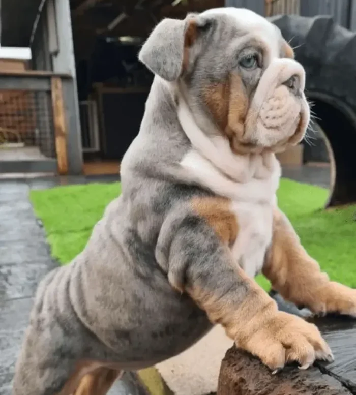 Bulldog Inglés 5