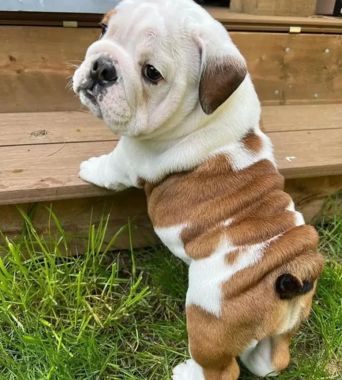 Bulldog Inglés 6