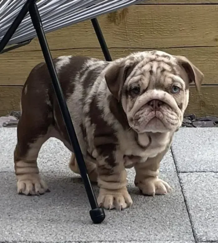 Bulldog Inglés 7