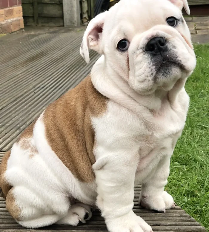 Bulldog Inglés 8