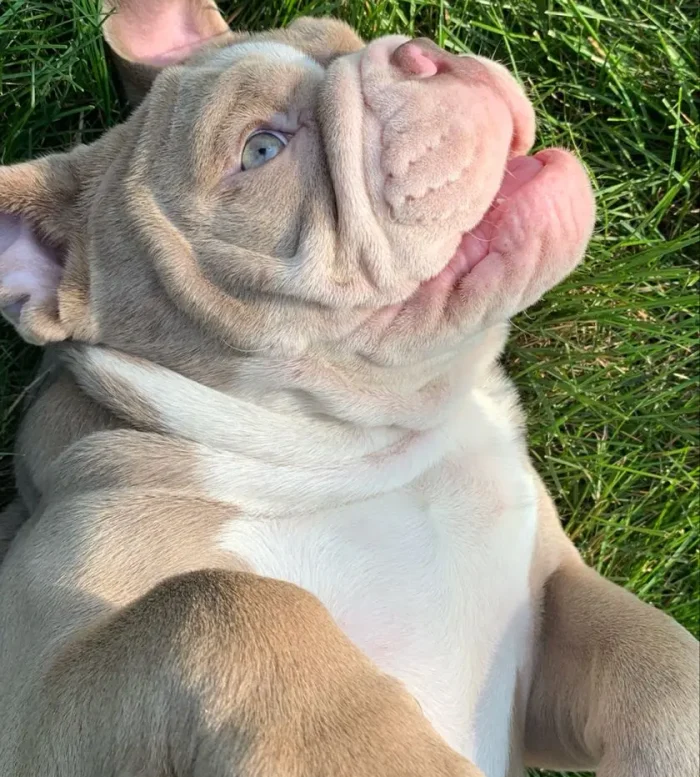 Bulldog Inglés 9