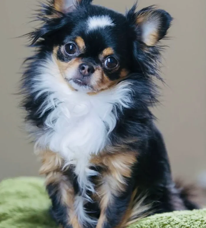CHIHUAHUA 1