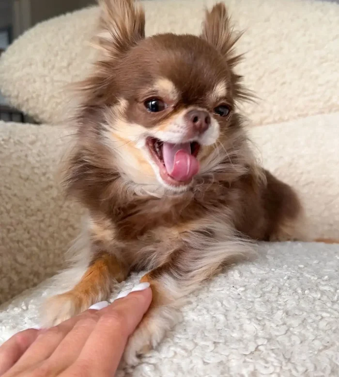 CHIHUAHUA 3