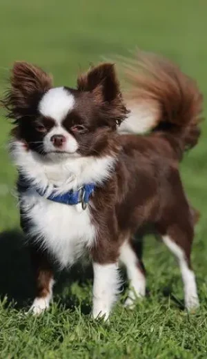 CHIHUAHUA 5 CHIHUAHUA 5