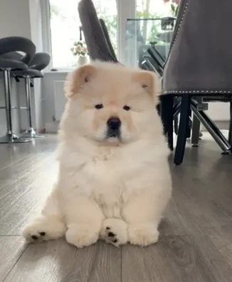 CHOW CHOW 1