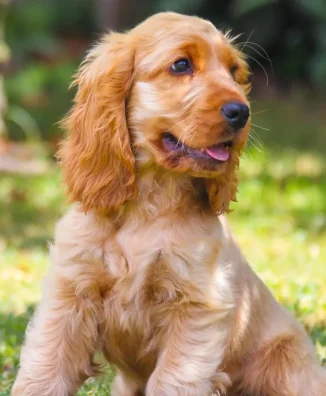 Cocker Spaniel 5