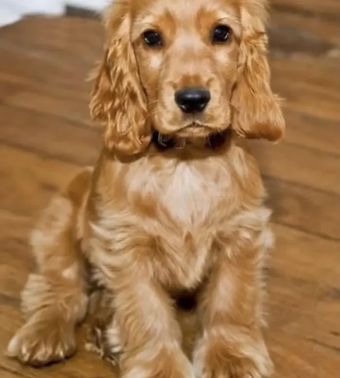 Cocker Spaniel 8