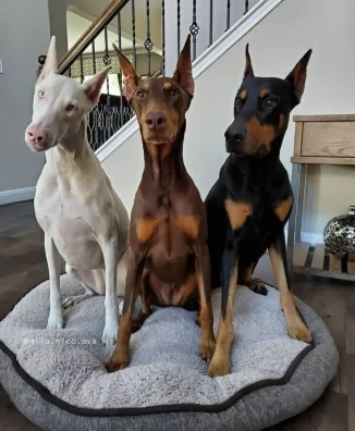 DOBERMAN​ 3
