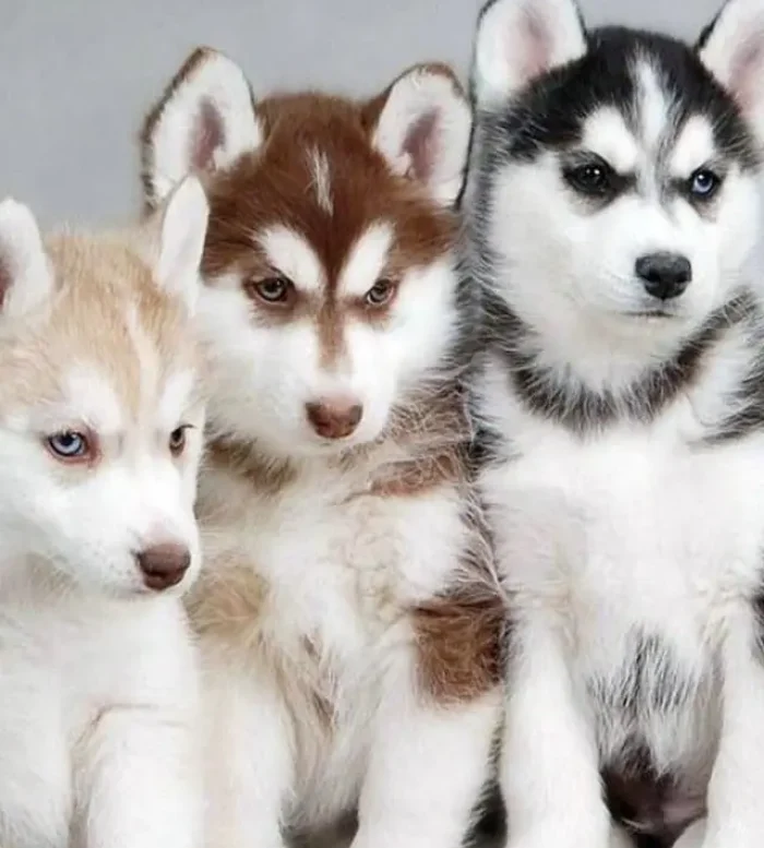 HUSKY SIBERIANO​ 1
