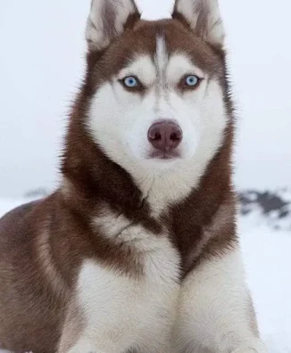 HUSKY SIBERIANO​ 2